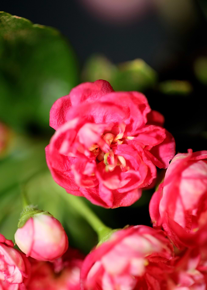 Crataegus flowers close up