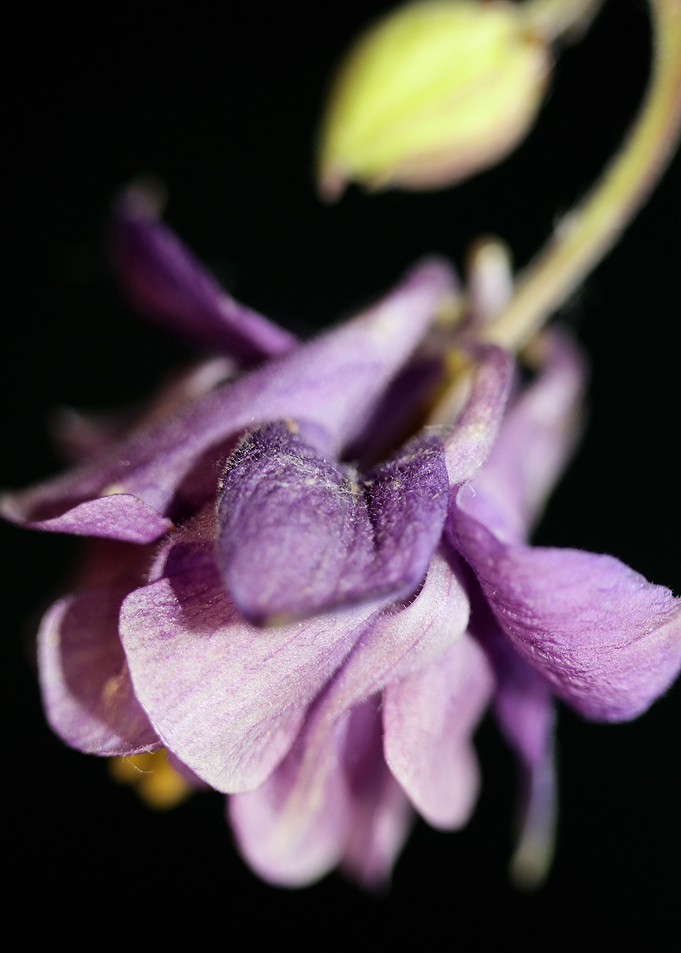 Purple Aquilegia flowering