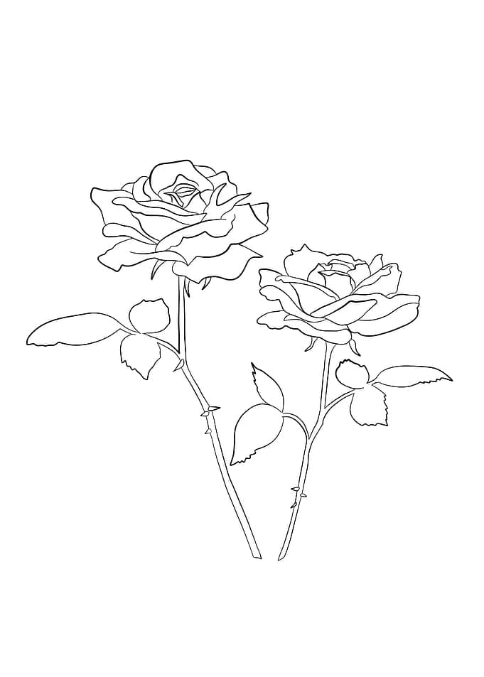 Two Roses