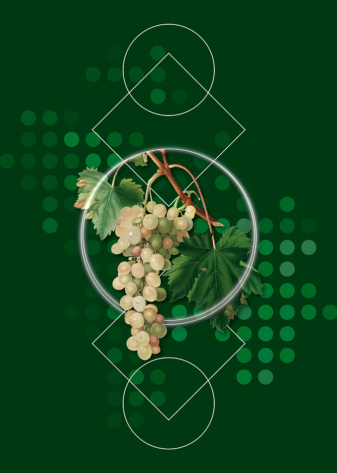 Geometric Muscat Grape