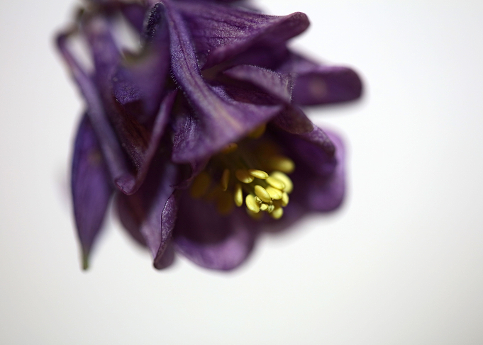 Flower blossom Aquilegia