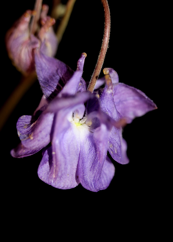Aquilegia vulgaris flower