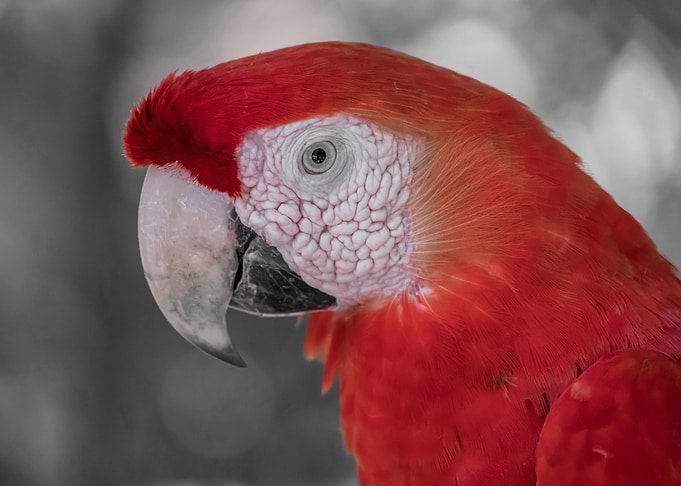 Parot Ara red ck