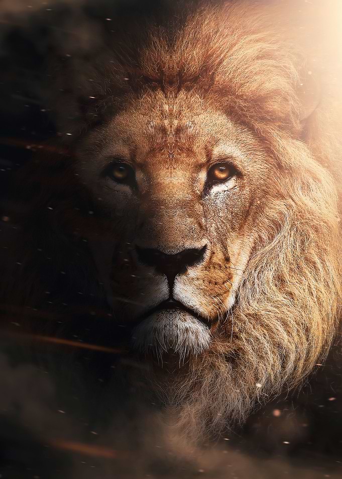 lion king face poster