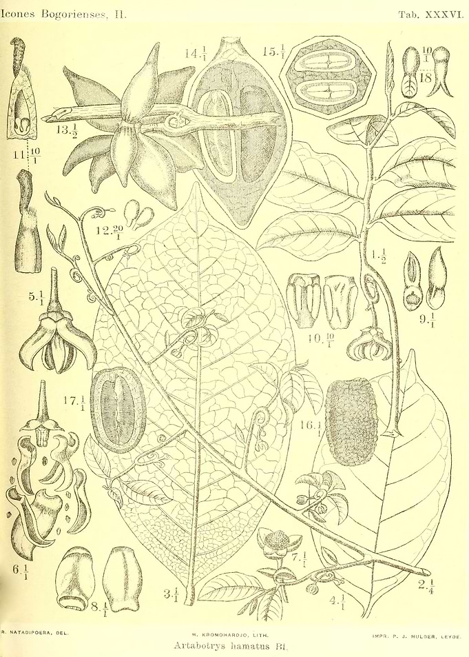 Artabotrys hamatus