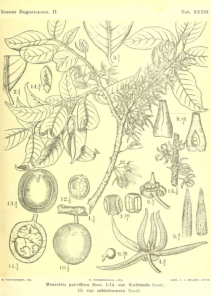 Subtetramera