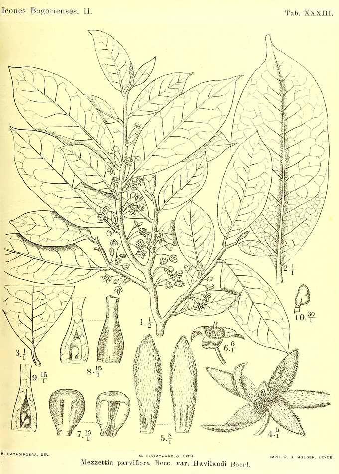 Mezzettia parviflora