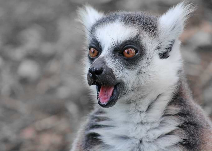Lemur ck