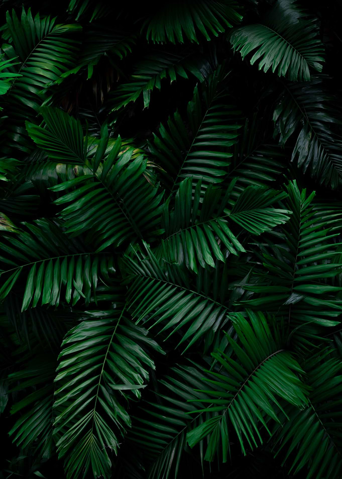 plant leaves 56