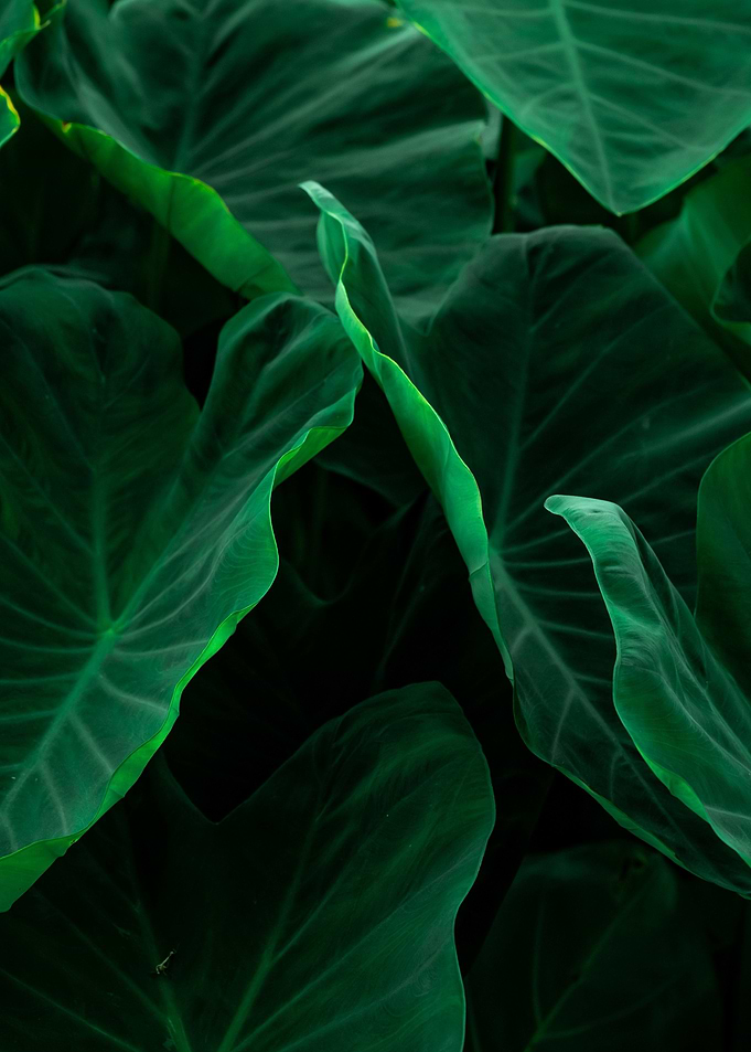 plant leaves 53