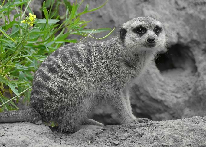 Cute Meerket ck