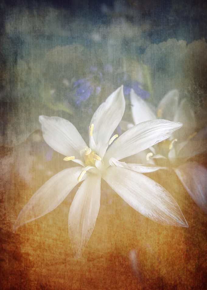 Vintagewhite wildflower