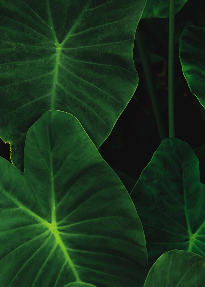 plant leaves 55