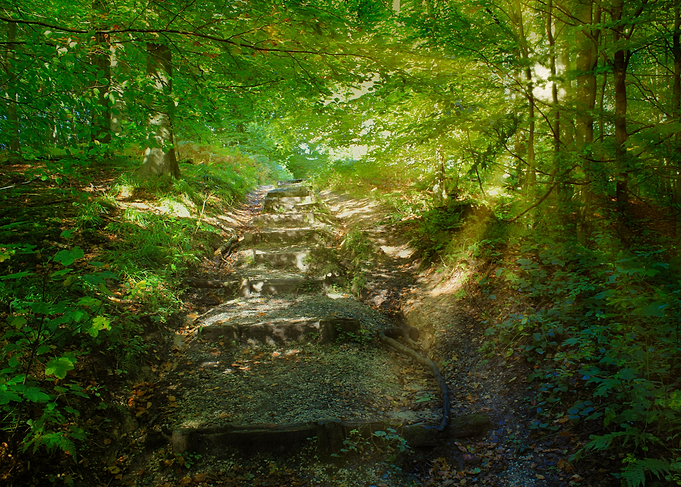 Into the forest