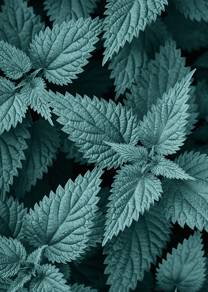 plant leaves 60