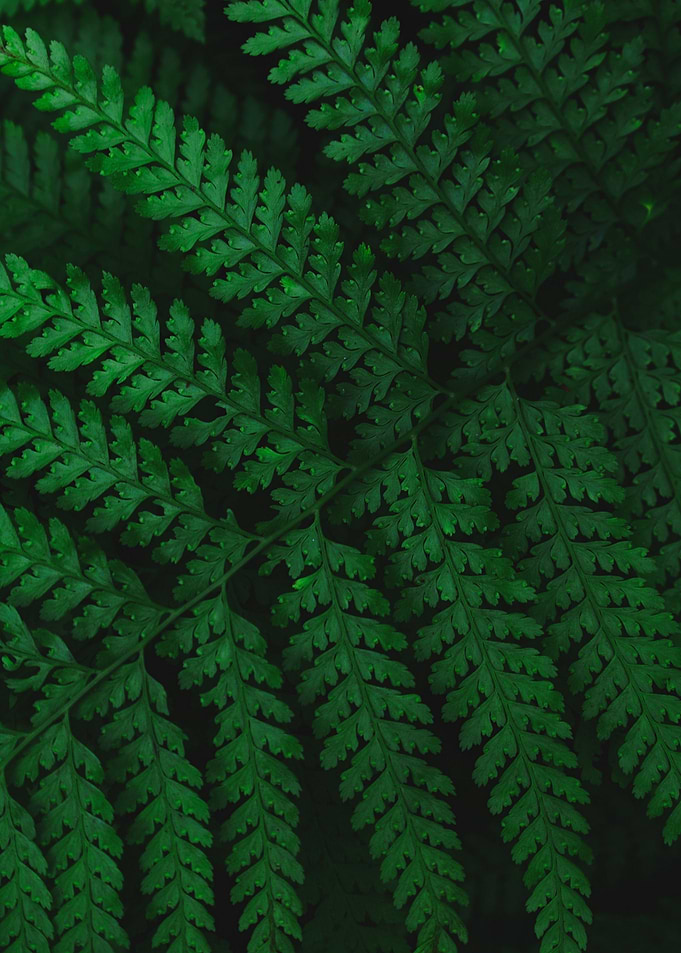 plant leaves 59