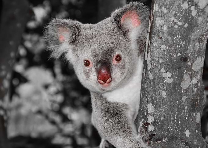 Kuala Bear on a tree ck