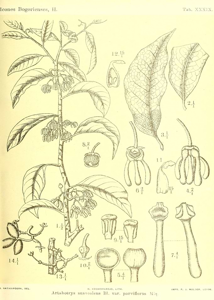 Artabotrys suaveolens