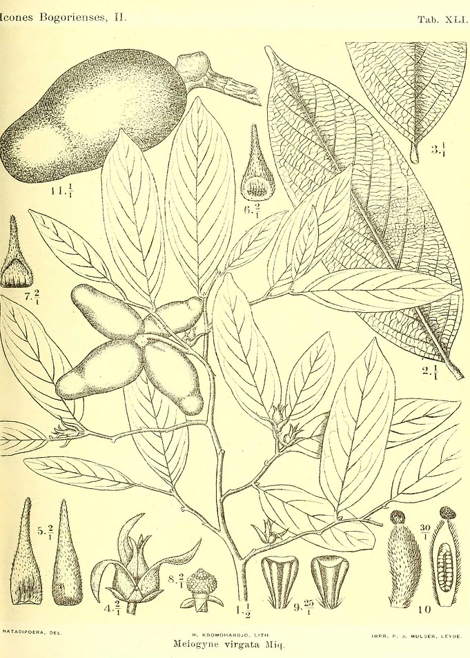 Meiogyne virgata