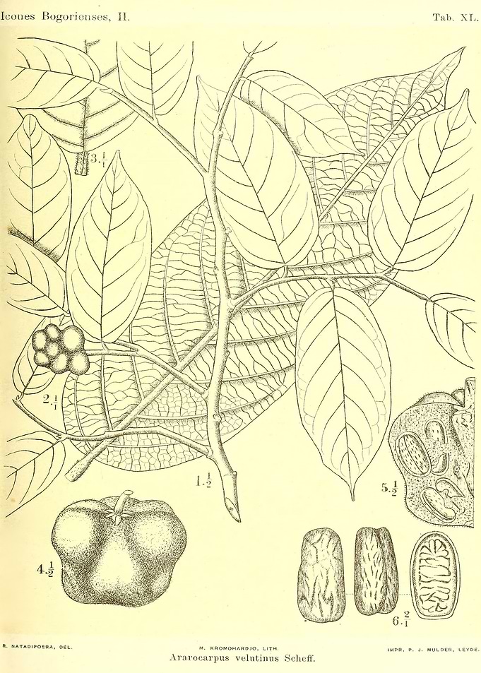 Ararocarpus velutinus