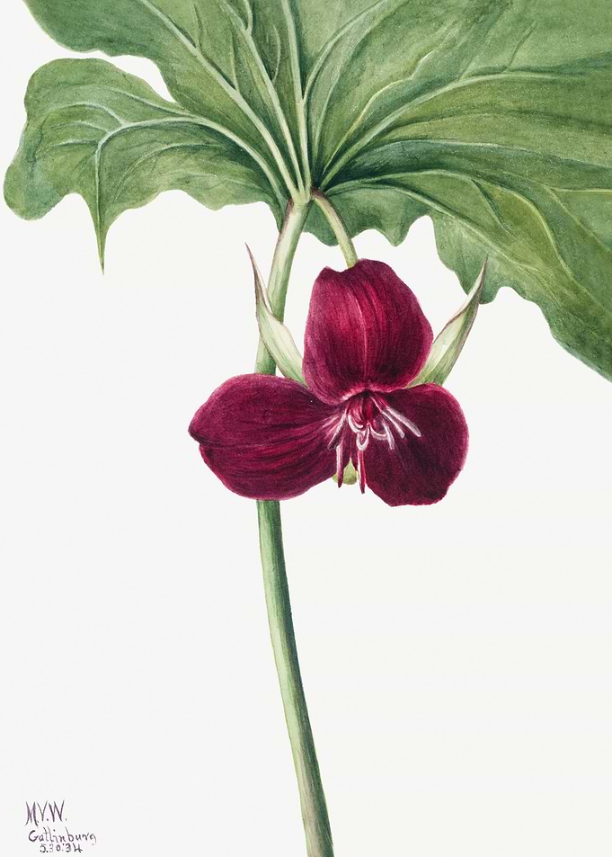 Sweet Trillium