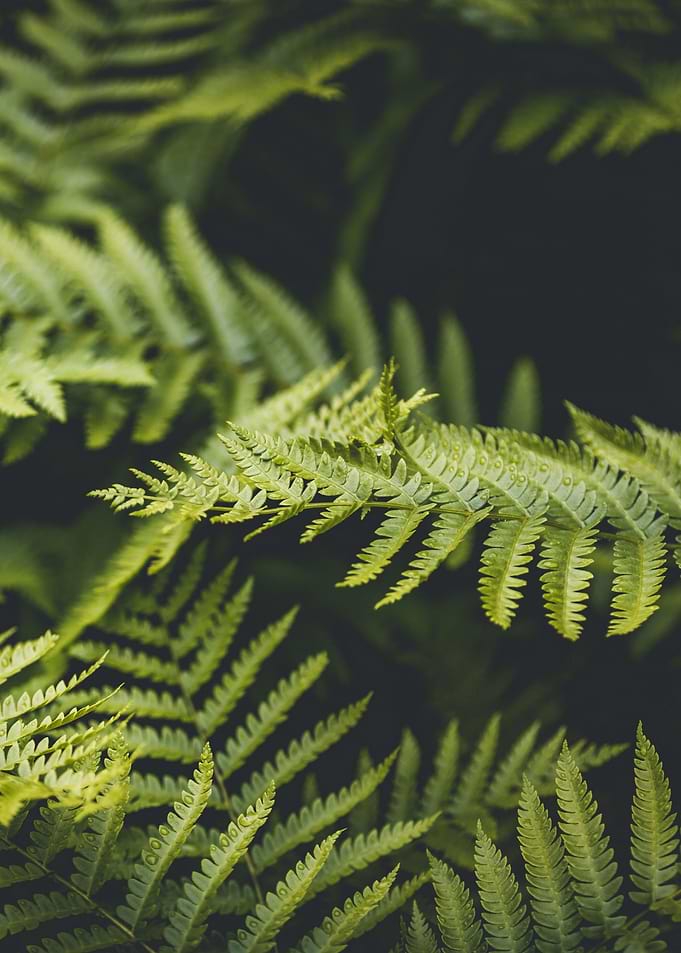 plant leaves 51