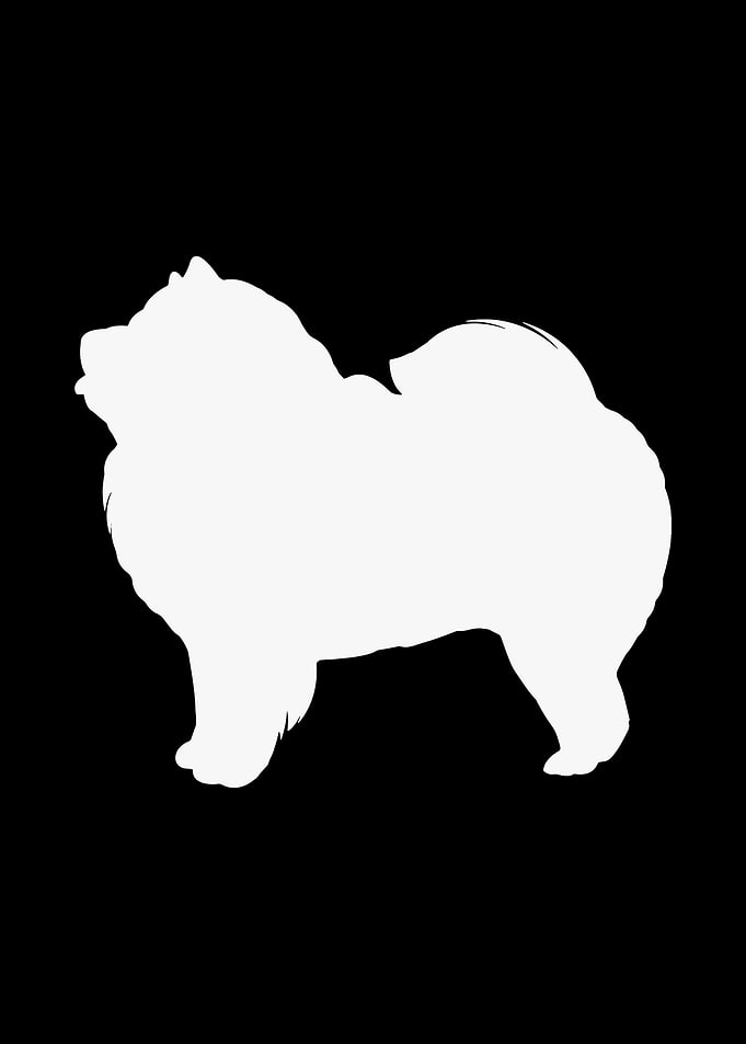 Chow Chow Dog Lover
