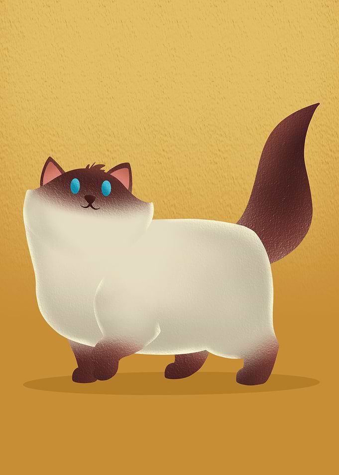 Siamese Cat