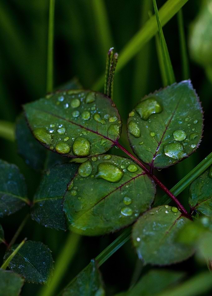 plant leaves 58
