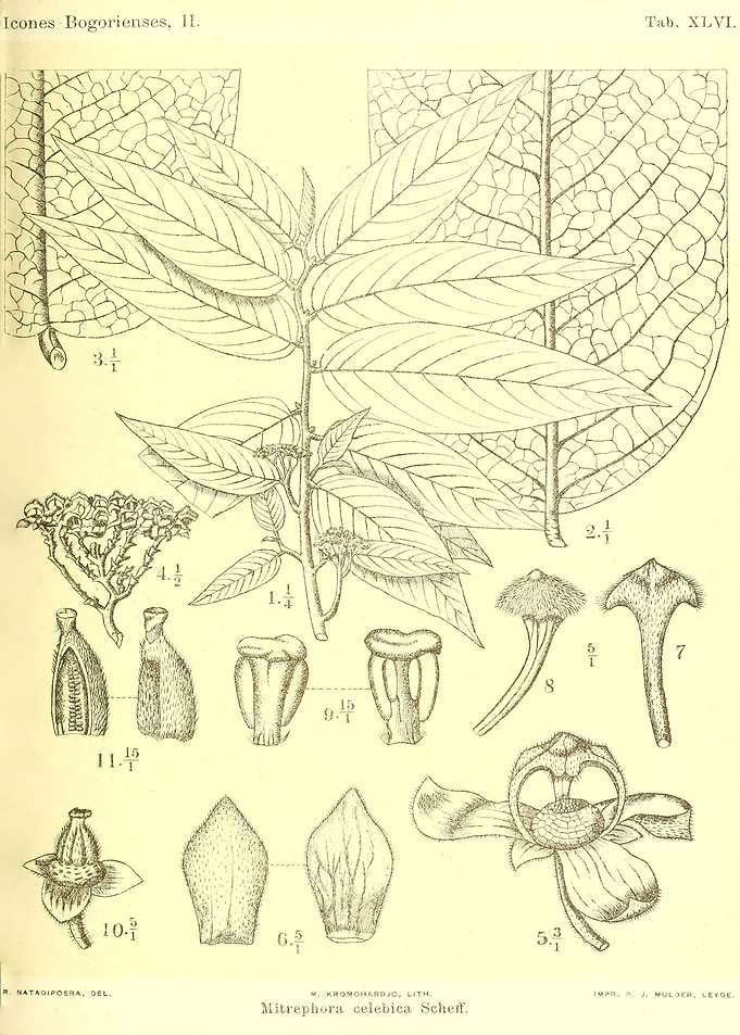 Mitrephora celebica
