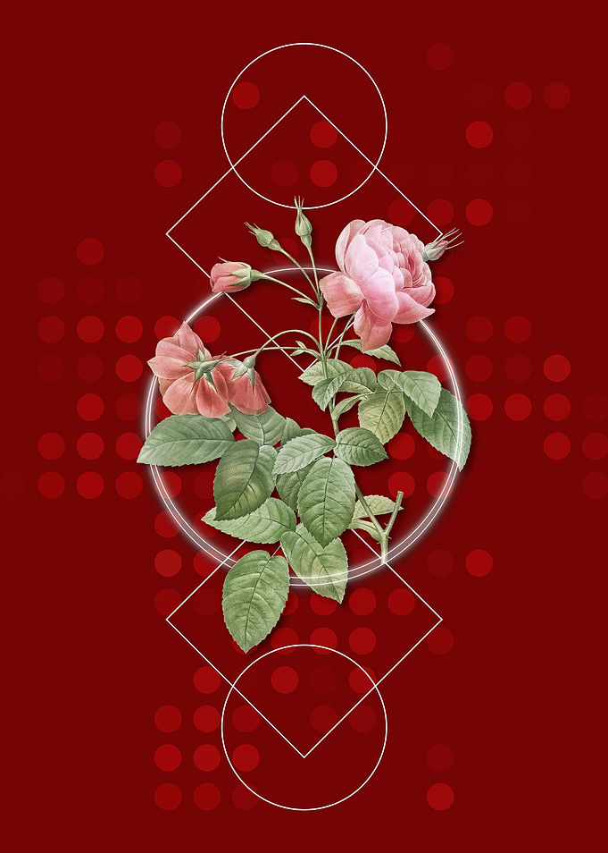 Retro Pink Boursault Rose