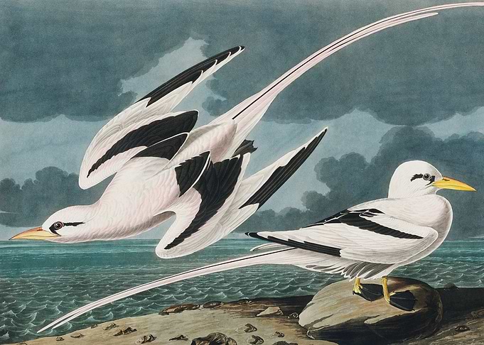 Tropic Bird from Birds