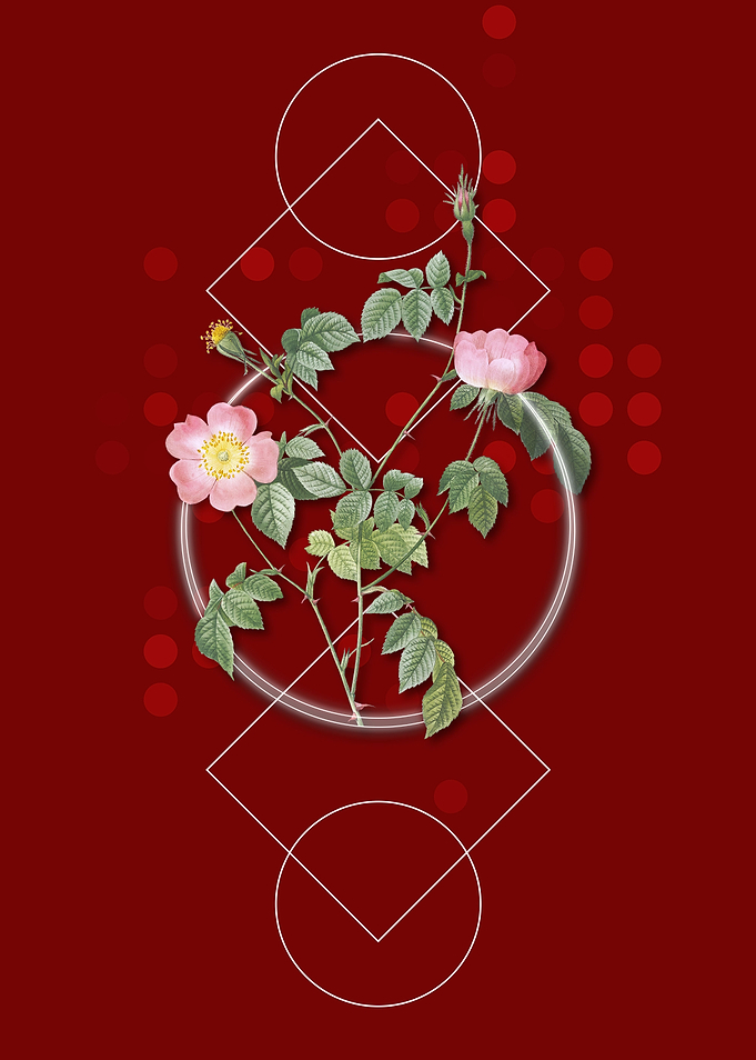 Pink Austrian Copper Rose