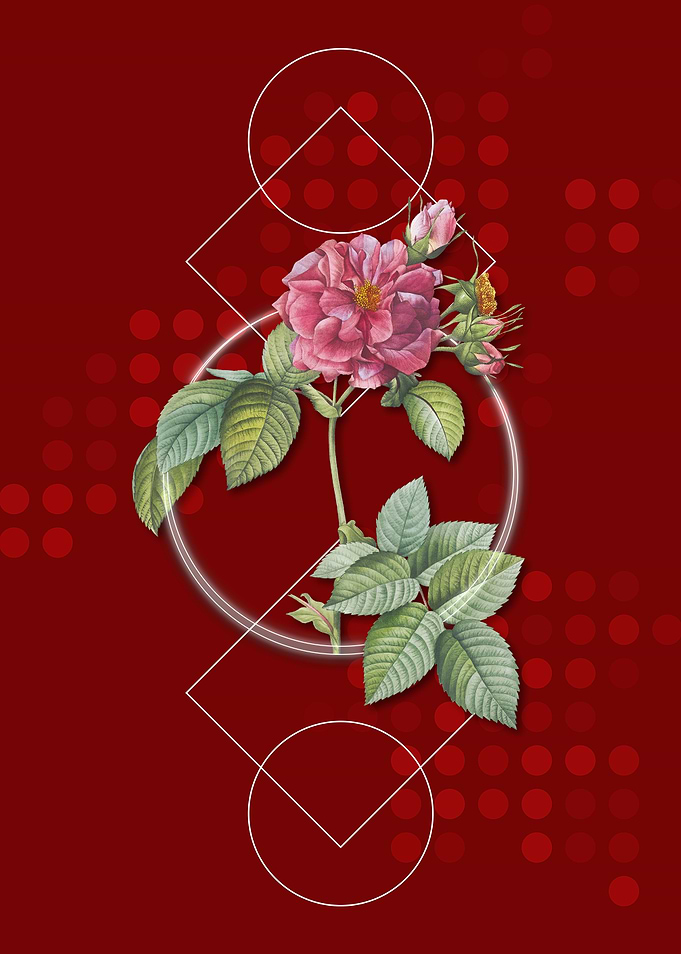 Pink Francfort Rose Flower