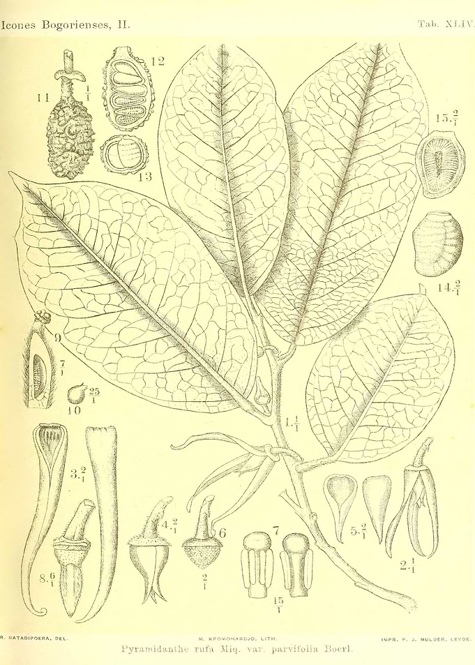 Pyramidanthe rufa