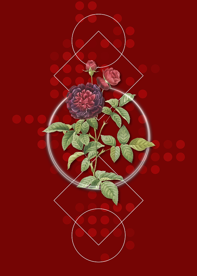 One Hundred Leaf Rose