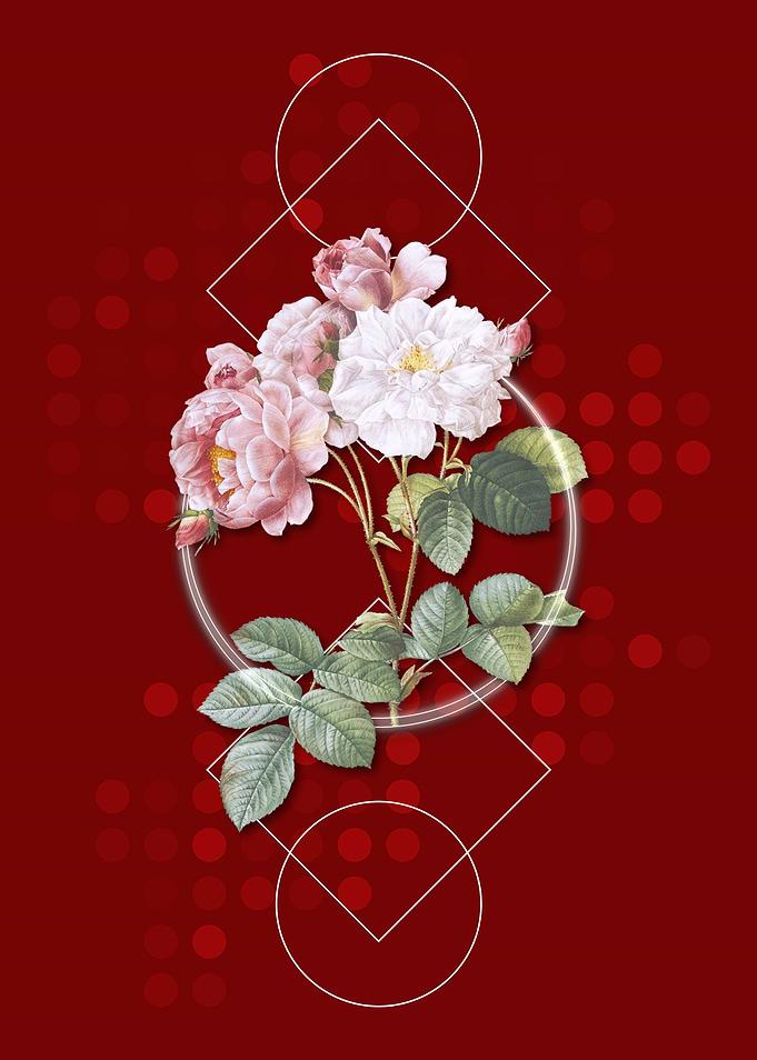 Vintage Pink Damask Rose