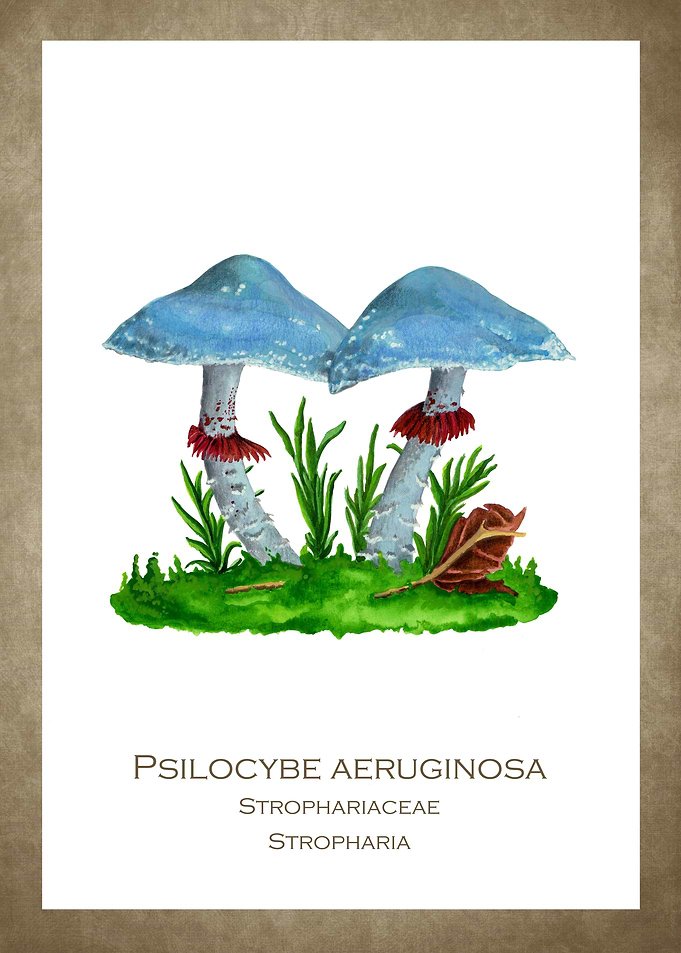 Coppergreen fungus