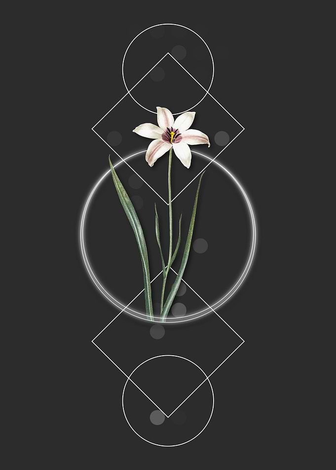 Vintage Lady Tulip Flower