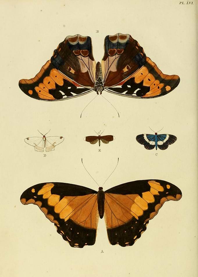 Butterfly Vintage