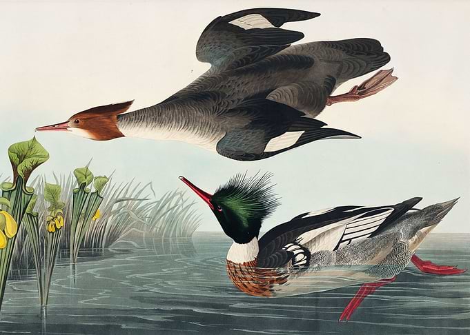 Redbreasted Merganser