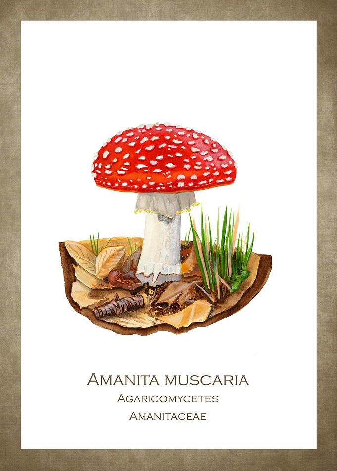 Fly agaric toadstool