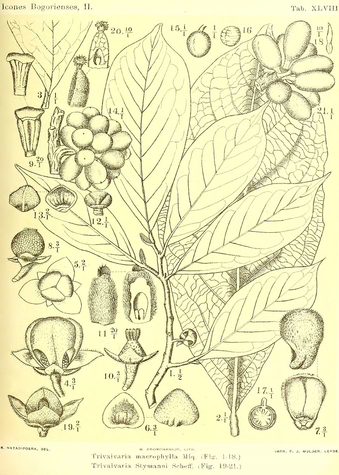 Trivalvaria Stymanni