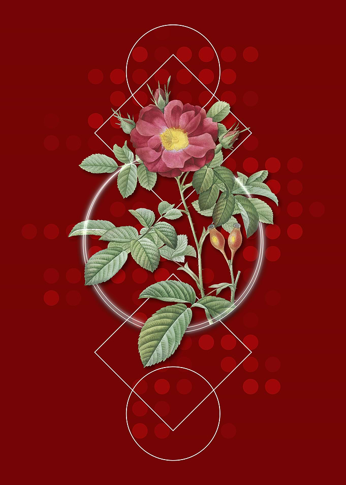 Vintage Red Portland Rose