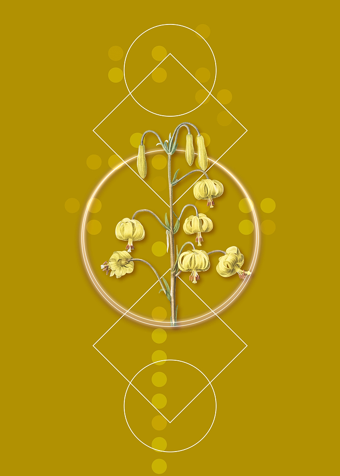 Vintage Lilium Pyrenaicum