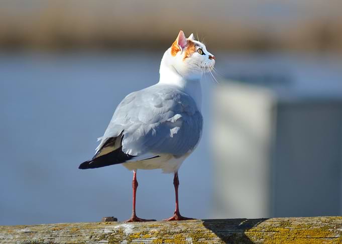 Bird body cat head funny