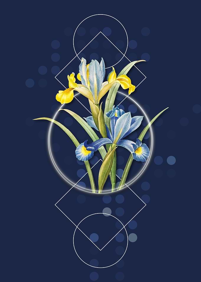 Vintage Spanish Iris