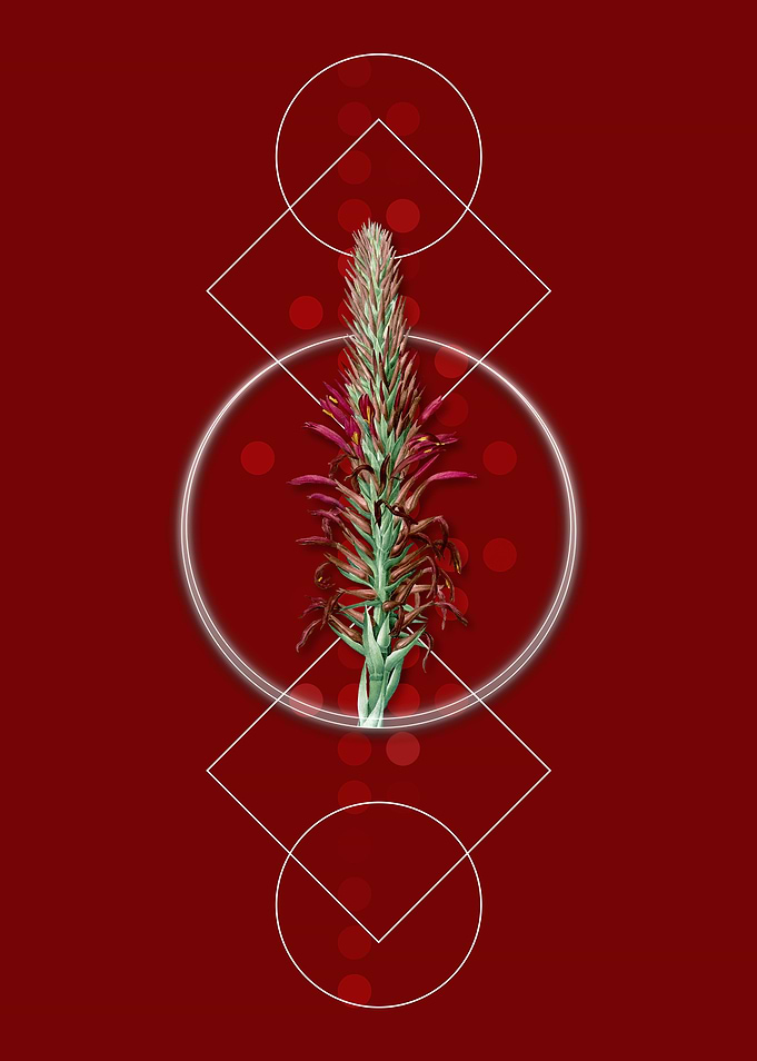 Red Pitcairnia Latifolia
