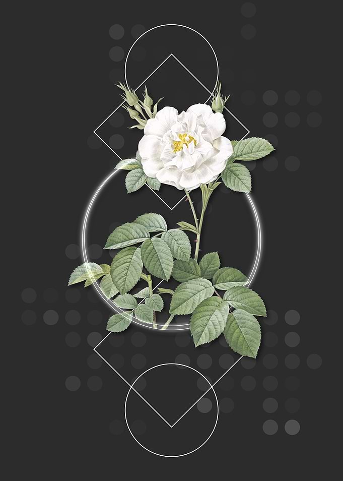 Vintage White Rose Flower
