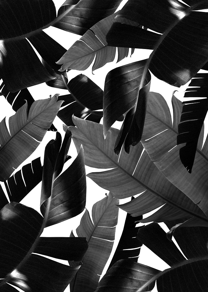 Banana Palm Jungle 4